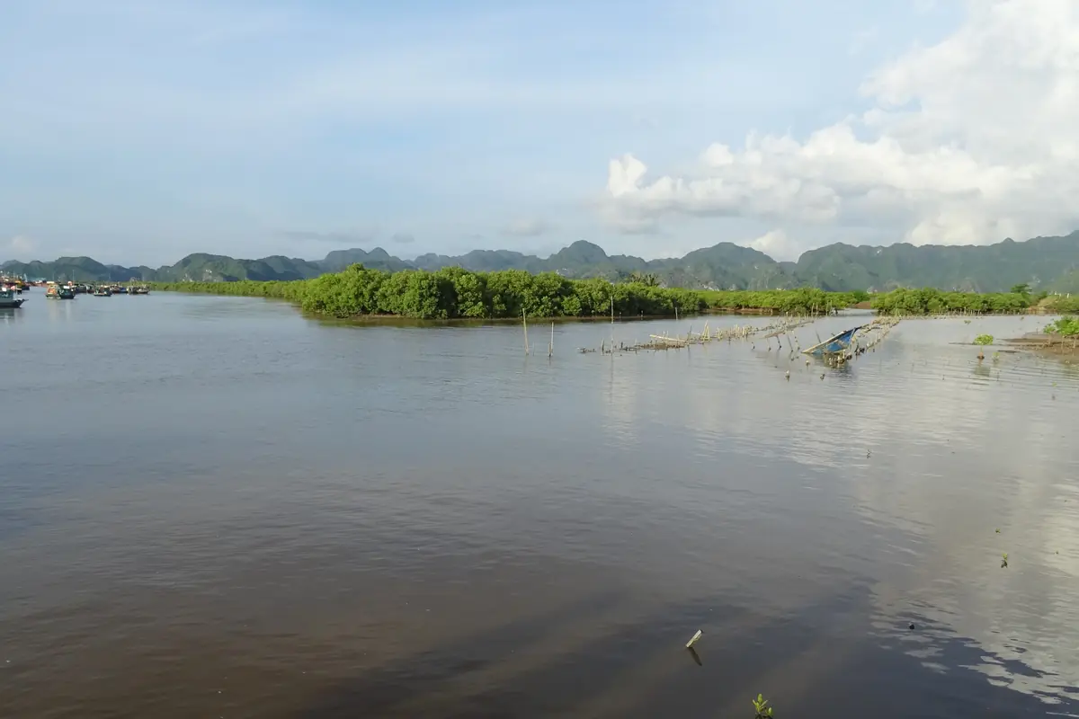 Rừng ngập mặn và núi đá vôi phía đảo Cát Bà, nhìn từ tàu lúc sắp cập bến, tháng 8/2018