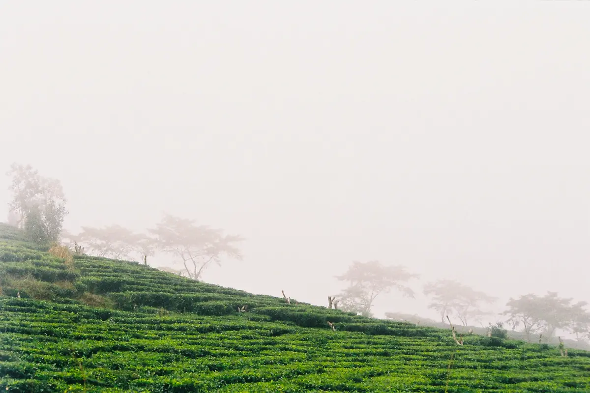Cau Dat tea hills on the outskirts of Da Lat, November 2011