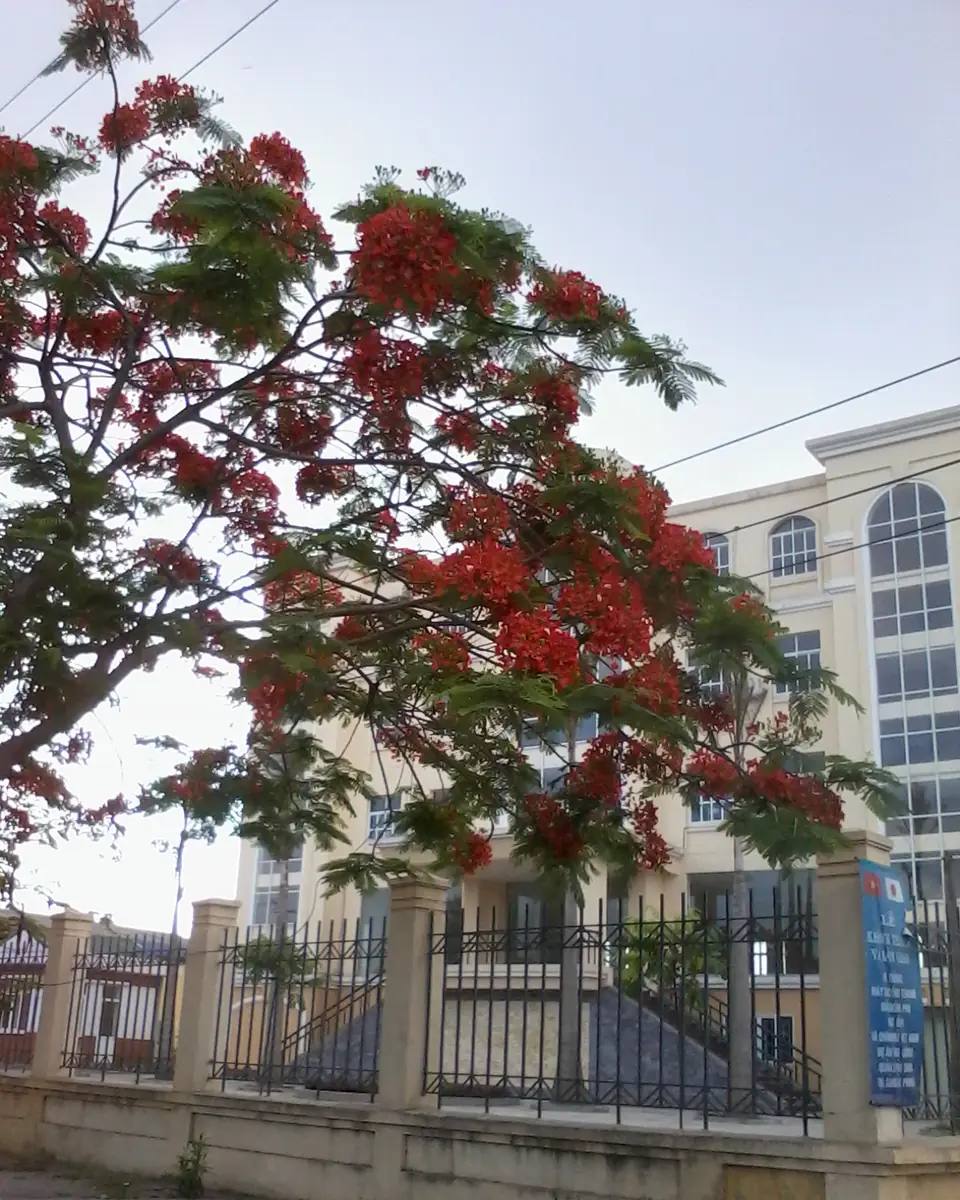 A flamboyant tree in red bloom outside a building in Hai Phong in May
