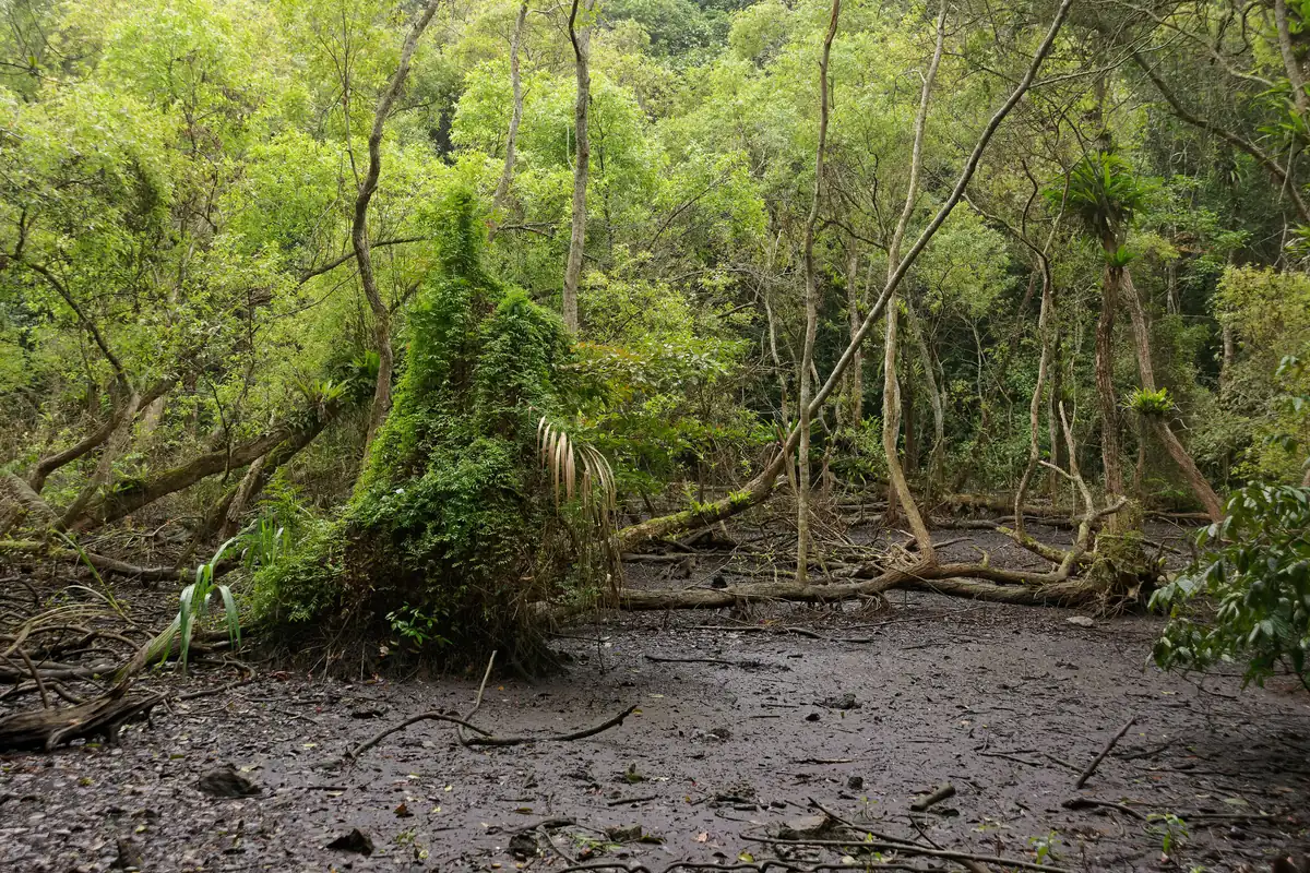 The dried-up bed of Ao Ech (Frog Pond) in the dry season, Cat Ba National Park, January 2024