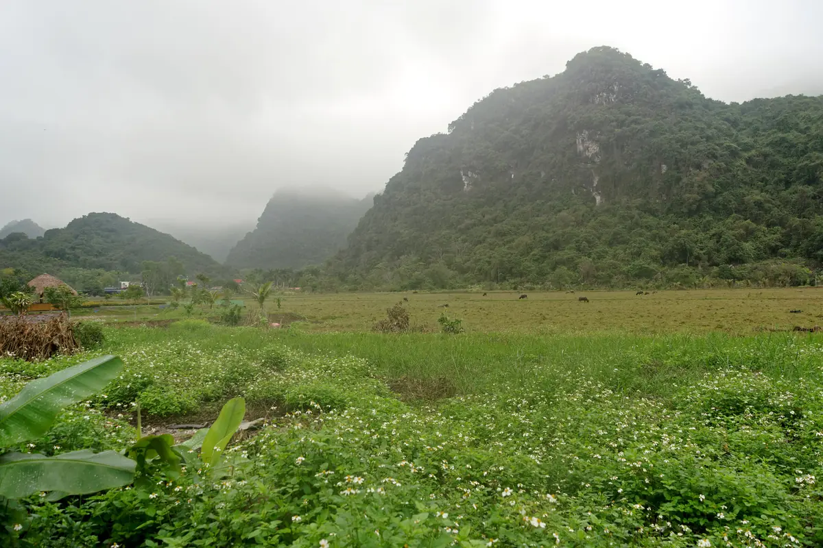 Paddy fields and misty limestone hills at Viet Hai village, the end of the cross-forest hike, Cat Ba, January 2024