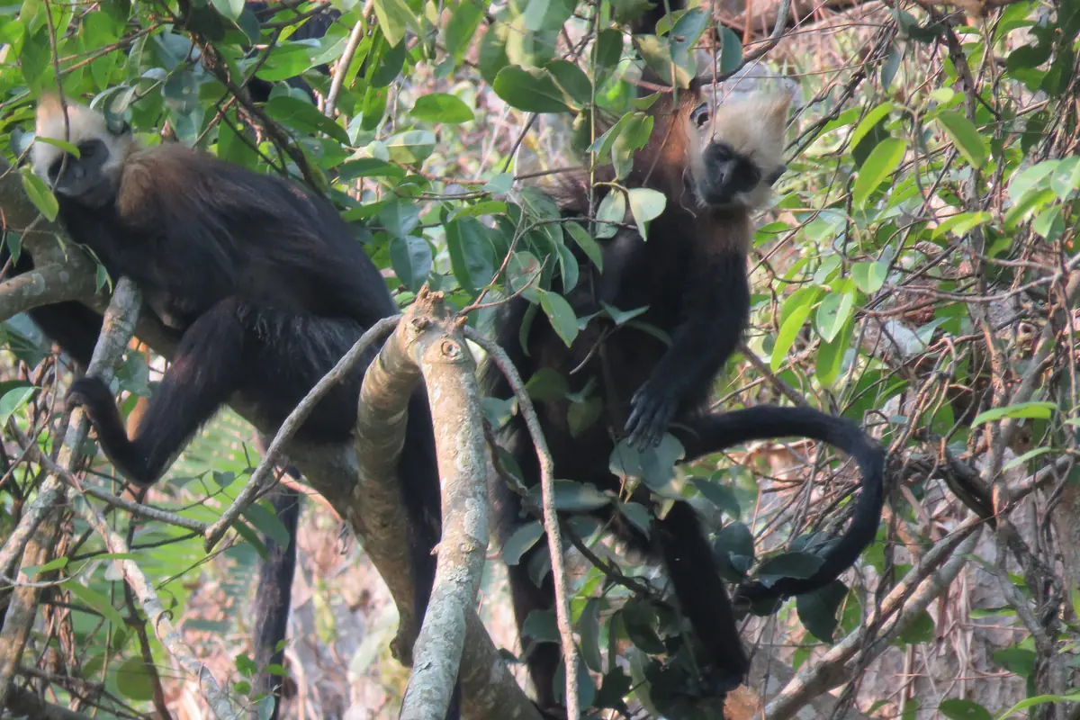 Two Cat Ba langurs sitting in a tree, Cat Ba National Park, April 2018